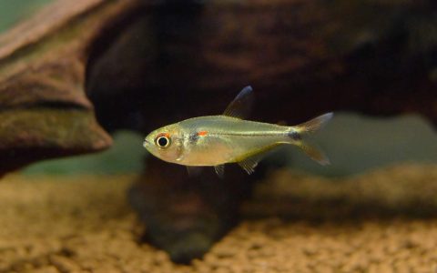 翡翠红心灯 （Hemigrammus sp.）灯鱼饲养资料，图片