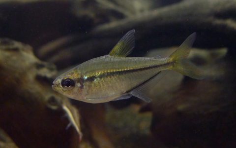 潘塔纳尔王子灯 （Moenkhausia cf. conspicua from Pantanal）灯鱼饲养资料，图片