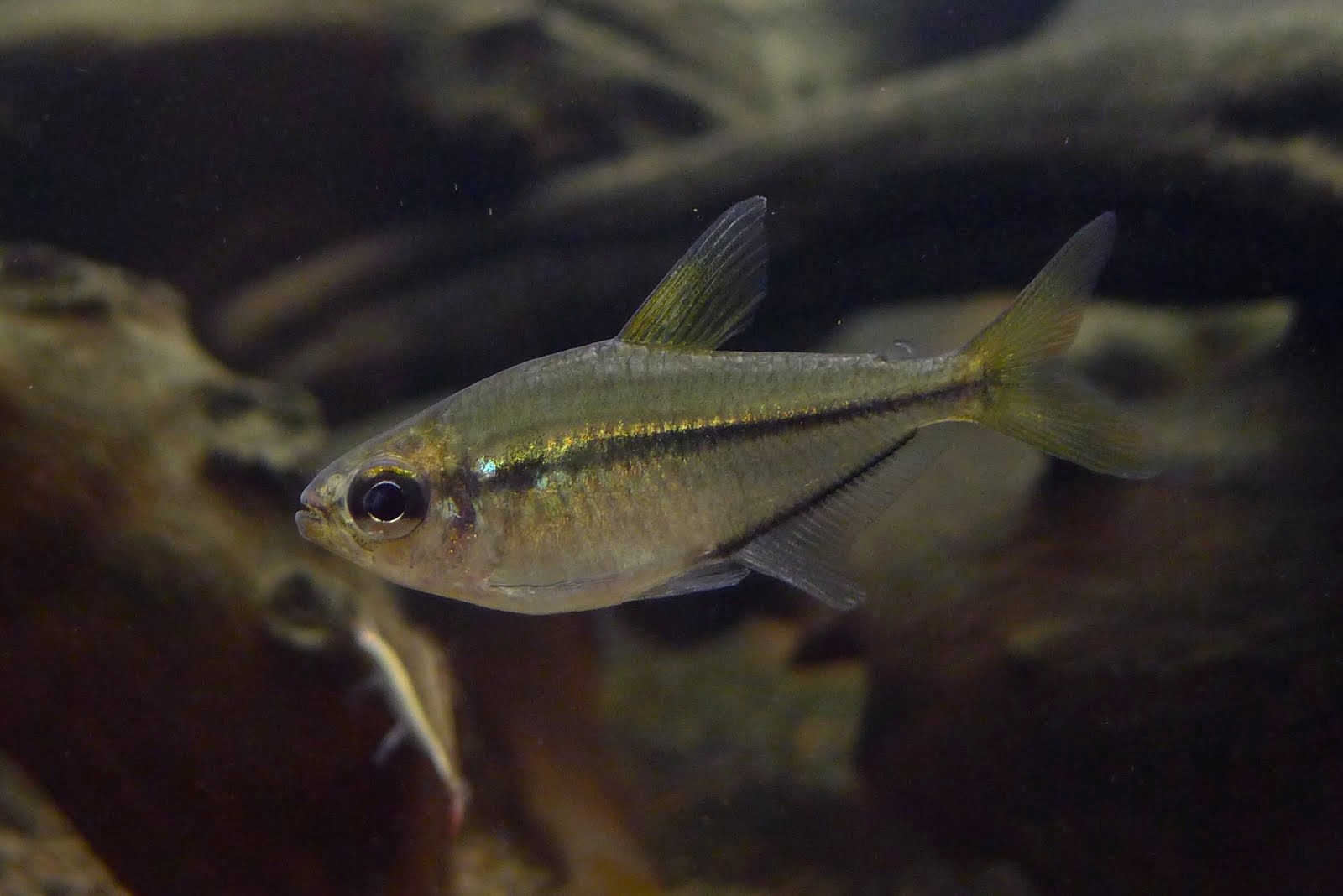 潘塔纳尔王子灯 （Moenkhausia cf. conspicua from Pantanal）灯鱼饲养资料，图片