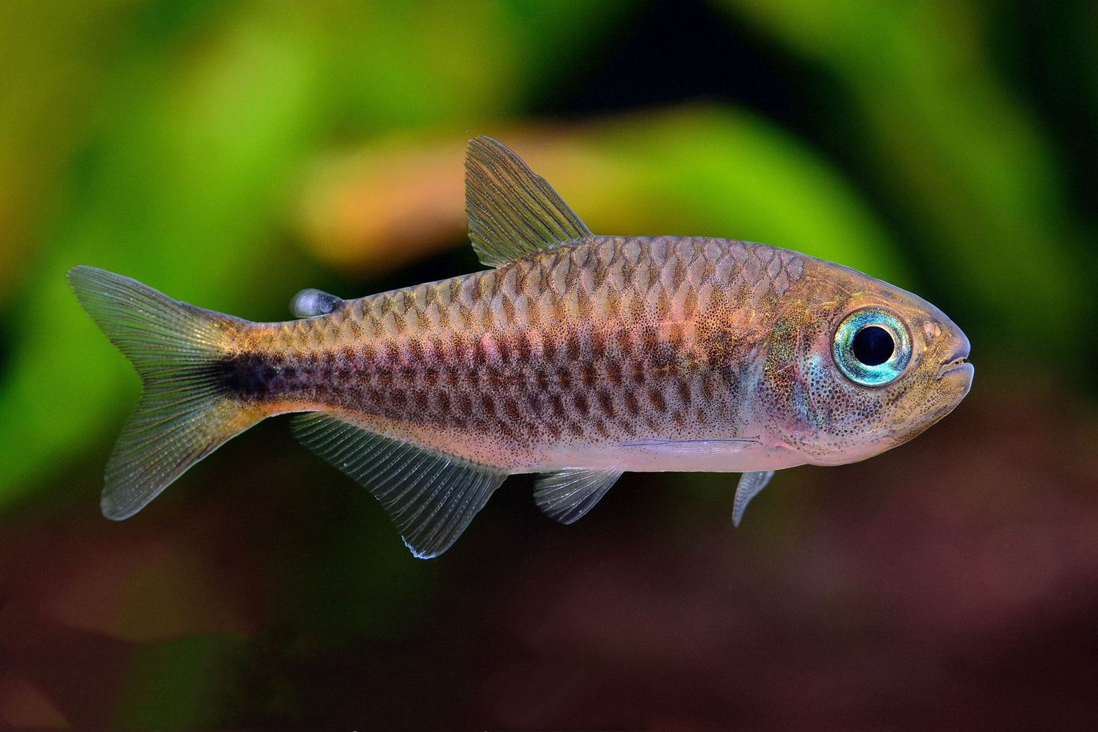 紫影翡翠可卡灯 （Moenkhausia chlorophthalma）灯鱼饲养资料，图片