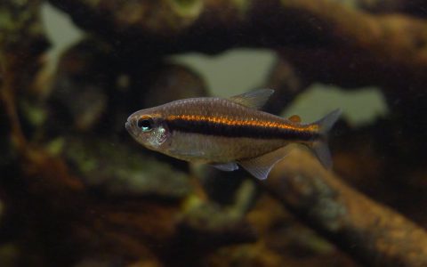 蓝眼巧克力霓虹 （Hyphessobrycon vilmae from Rio Guapore）灯鱼饲养资料，图片