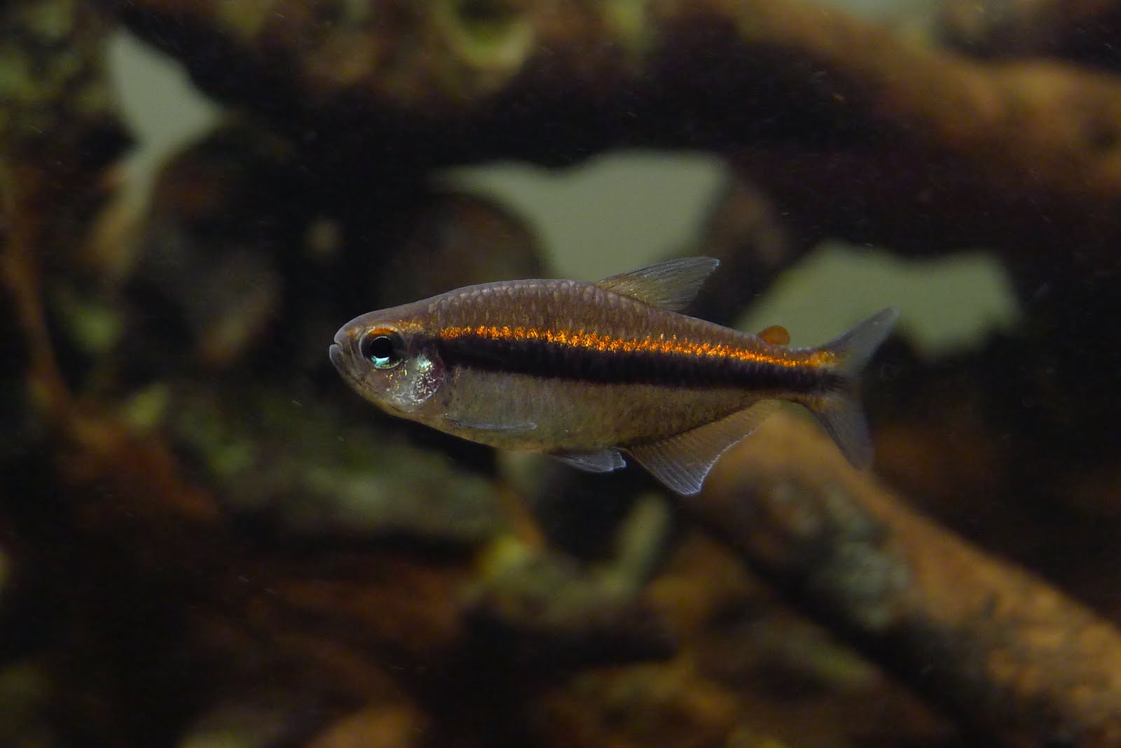 蓝眼巧克力霓虹 （Hyphessobrycon vilmae from Rio Guapore）灯鱼饲养资料，图片
