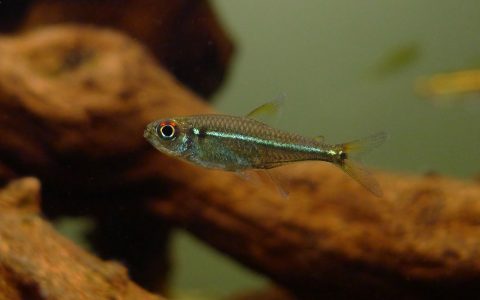 赤目绿线红点尾灯 （Hyphessobrycon sp.）灯鱼饲养资料，图片