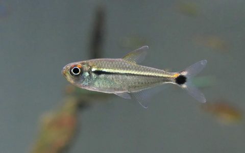 虹带萤火虫灯 （Hemigrammus sp.）灯鱼饲养资料，图片