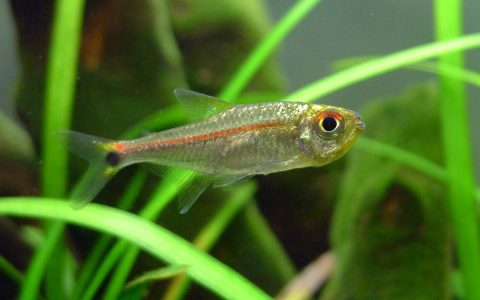 白金红袖灯 （Hyphessobrycon sp. “super red line platinum”）灯鱼饲养资料，图片