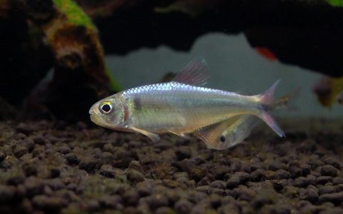 巨人蓝彩灯 （Knodus megalops）灯鱼饲养资料，图片