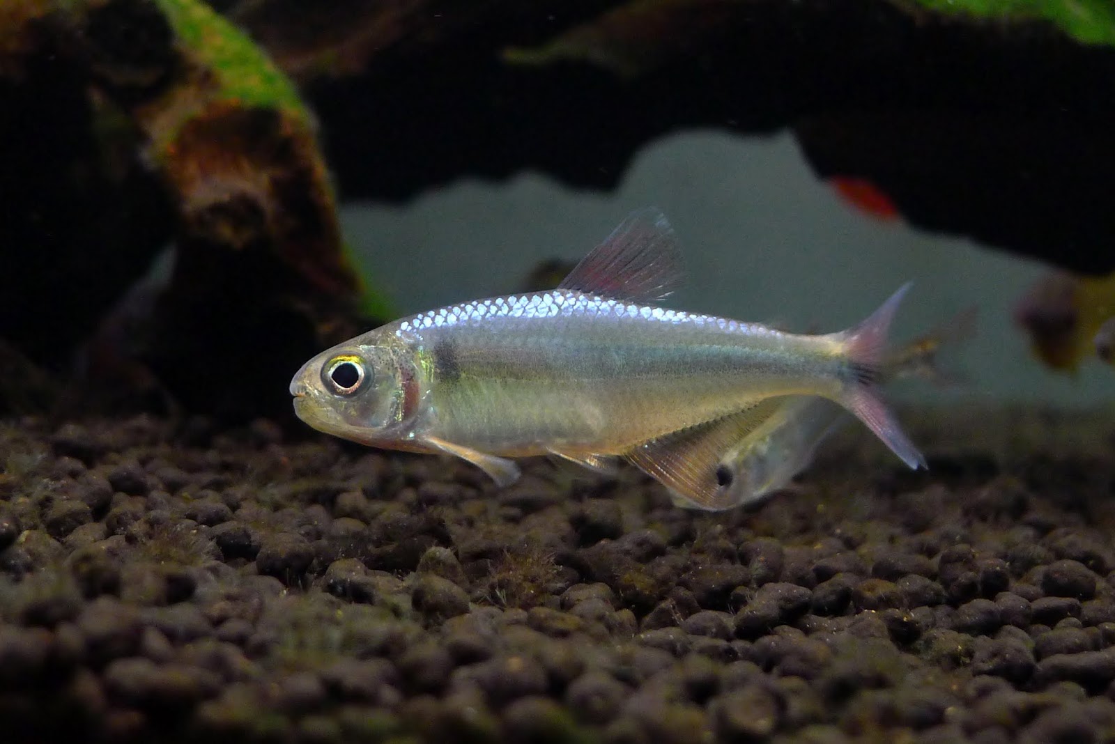 巨人蓝彩灯 （Knodus megalops）灯鱼饲养资料，图片