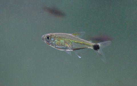 苏里南绿线斑尾灯 （Hemigrammus boesemani）灯鱼资料，图片