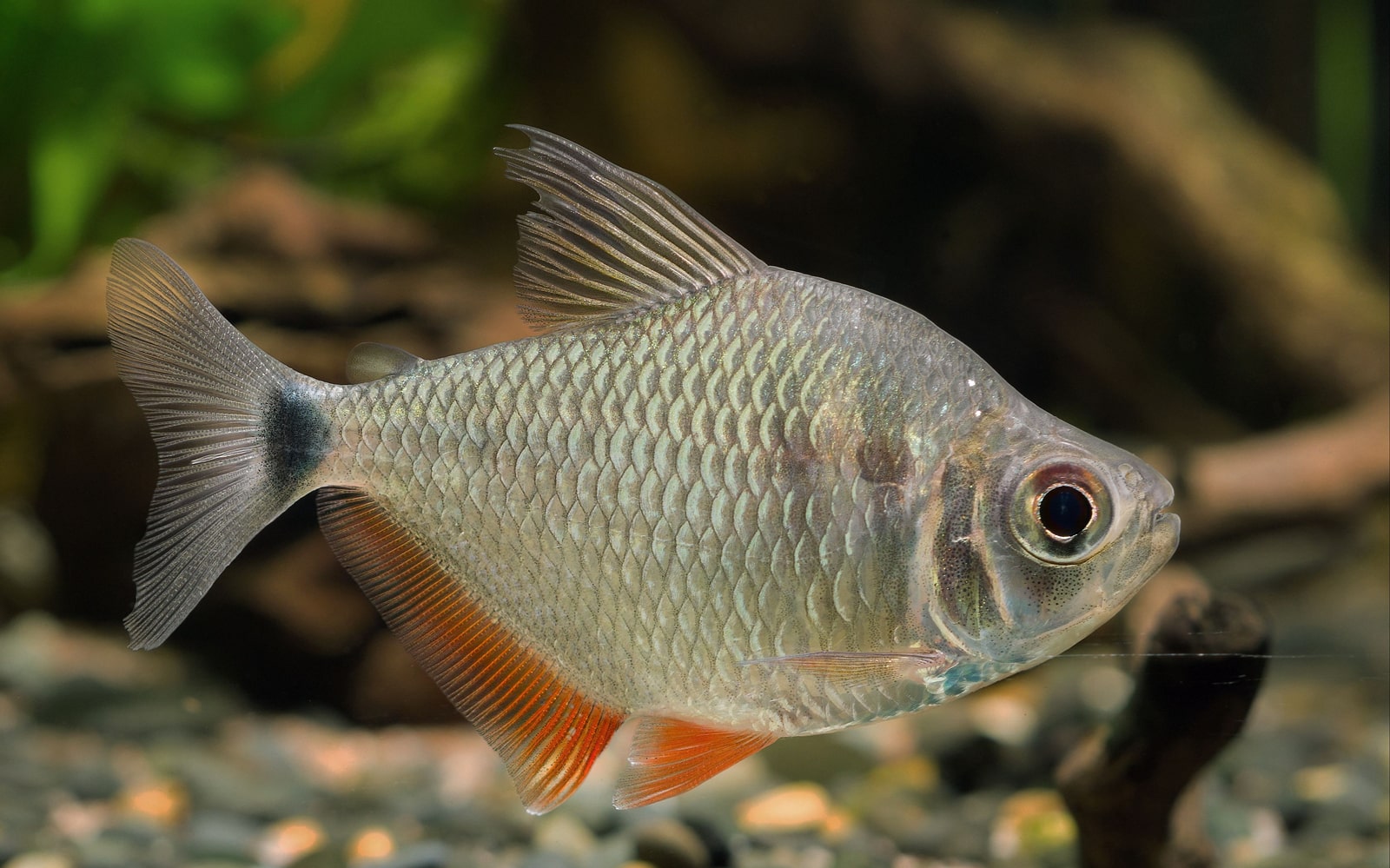 大眼红鳍银板灯 （Tetragonopterus argenteus）灯鱼饲养资料，图片