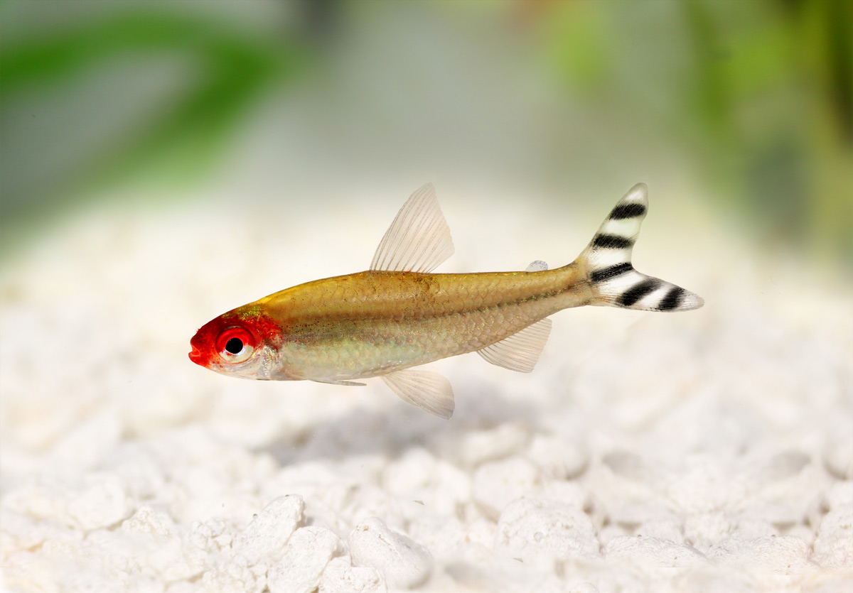 红眼剪刀 （Petitella georgiae）灯鱼饲养资料，图片