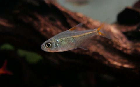 橘子公主灯 （Astyanax sp. “red line juruena”）灯鱼饲养资料，图片