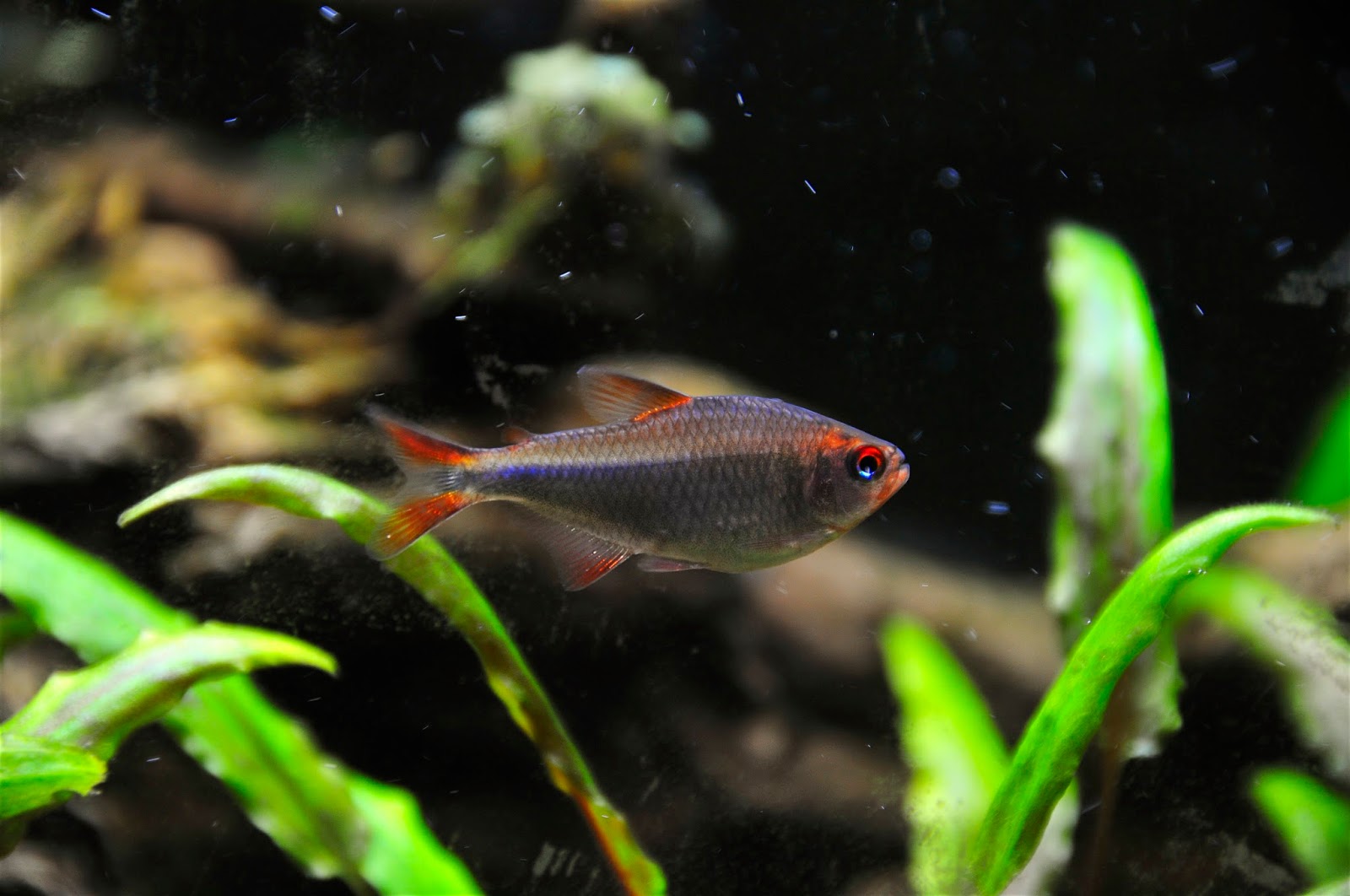 蓝钻红梅灯 （Hyphessobrycon wadai）灯鱼饲养资料，图片