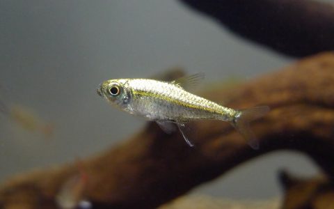 橙线金灯 （Hyphessobrycon sp. “orange line platinum” from Rio Orinoco）灯鱼饲养资料，图片