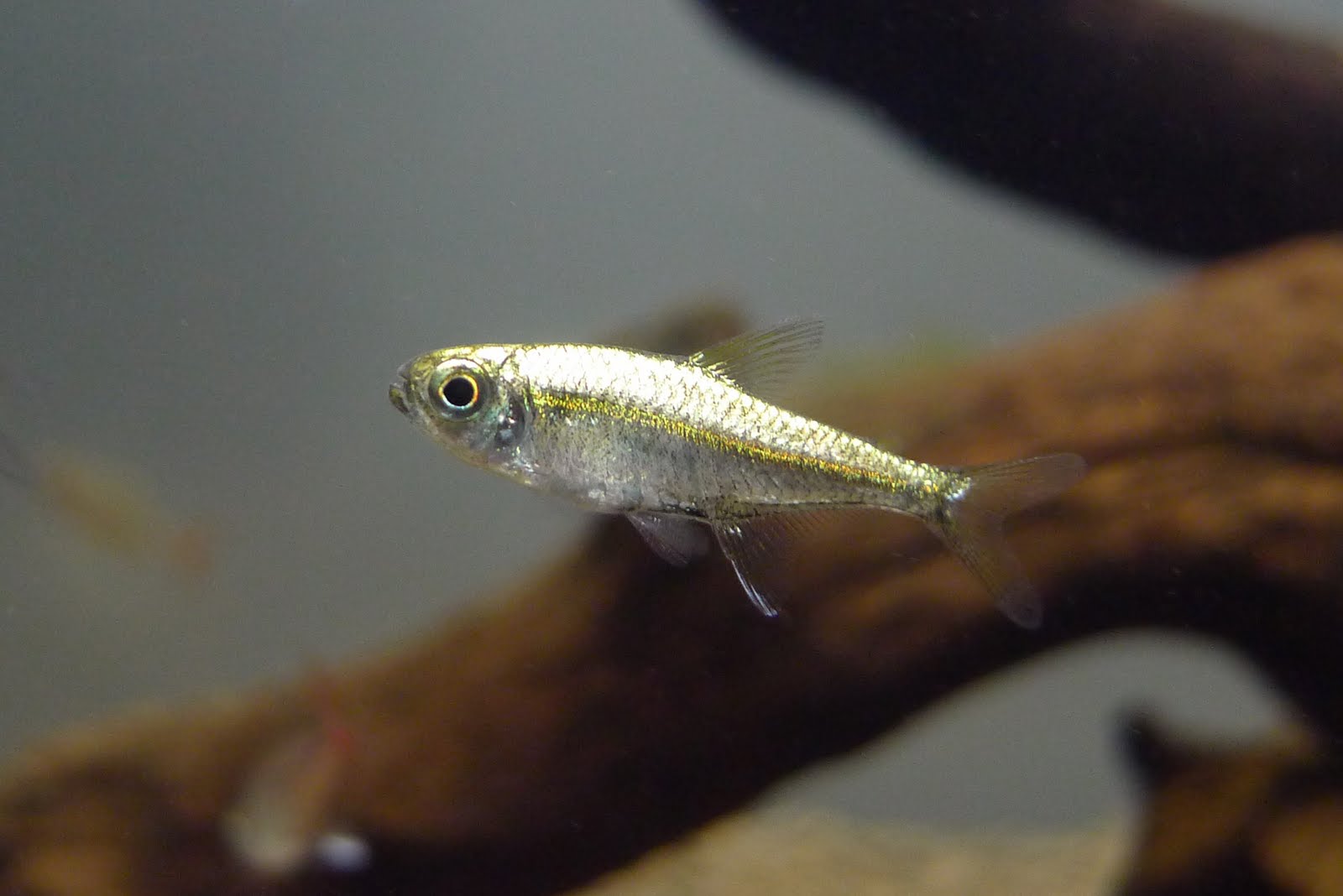 橙线金灯 （Hyphessobrycon sp. “orange line platinum” from Rio Orinoco）灯鱼饲养资料，图片