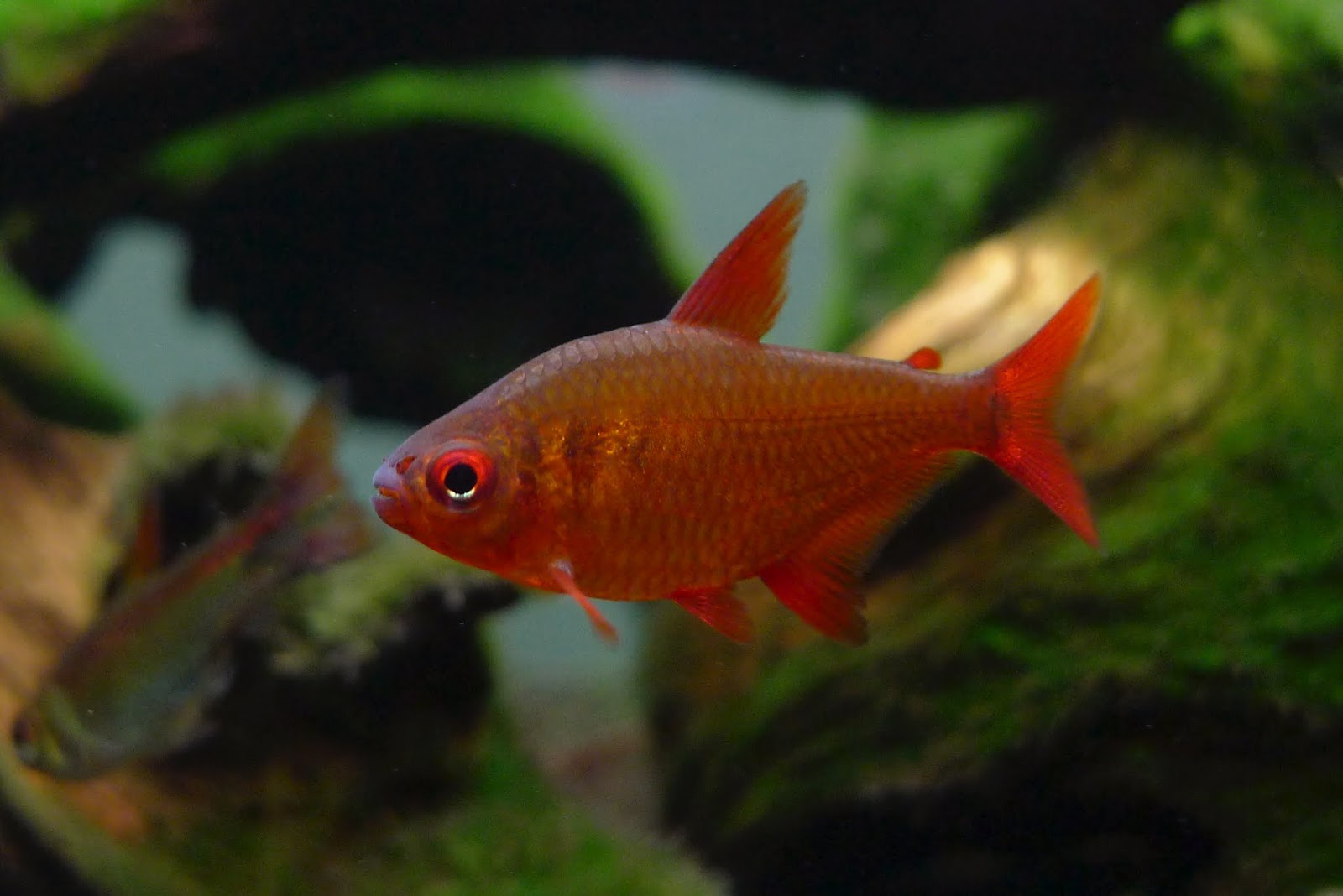 甜心柠檬灯 （Hyphessobrycon cf. pulchripinnis）灯鱼饲养资料，图片