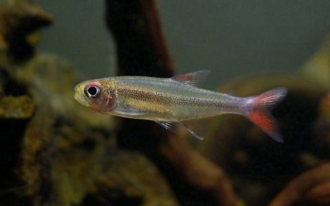 红尾法拉利灯 （Bryconamericus diaphanus）灯鱼饲养资料，图片
