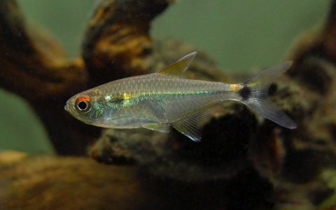 媚眼金线灯 （Hemigrammus luelingi）灯鱼饲养资料，图片