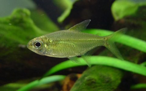 天才翠绿灯 （Hemigrammus sp.）灯鱼饲养资料，图片