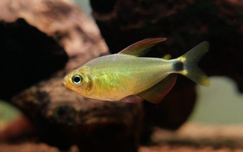粉黄蝴蝶凯蒂灯 （Hyphessobrycon procyon）灯鱼饲养资料，图片