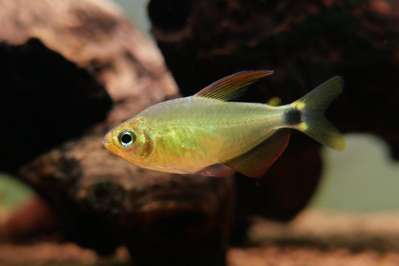 粉黄蝴蝶凯蒂灯 （Hyphessobrycon procyon）灯鱼饲养资料，图片