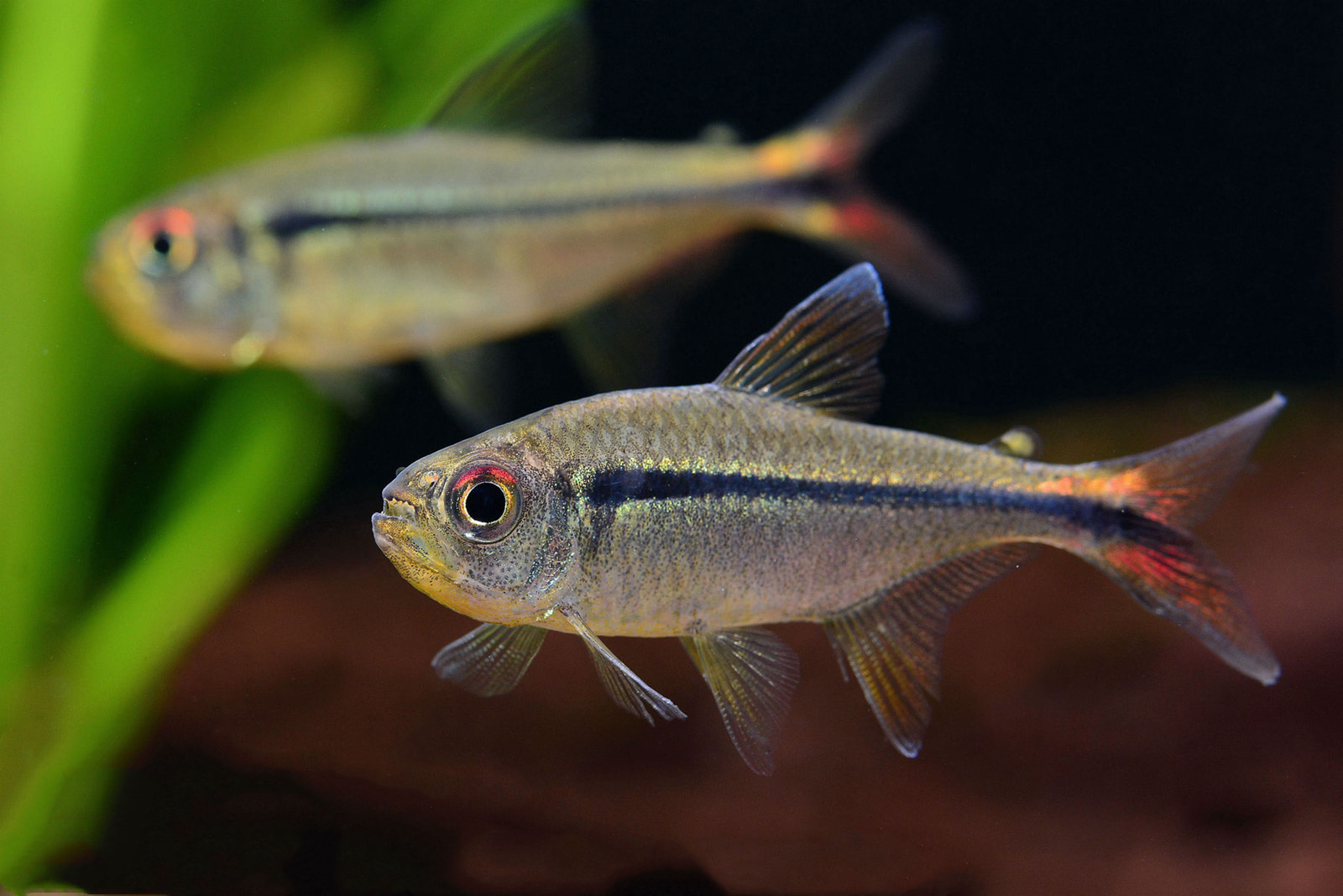 红眼祖鲁亚灯 （Hyphessobrycon chiribiquete）灯鱼饲养资料，图片