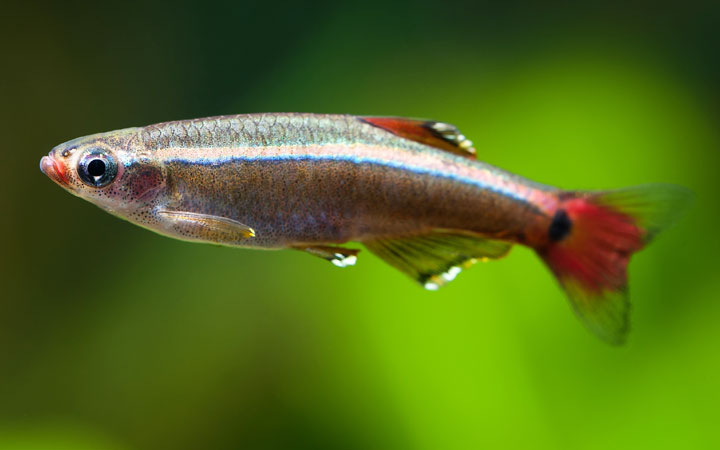 白云金丝鱼Tanichthys albonubes饲养资料、图片