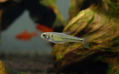 火炬炫彩灯 （Ceratobranchia elatior）灯鱼饲养资料，图片