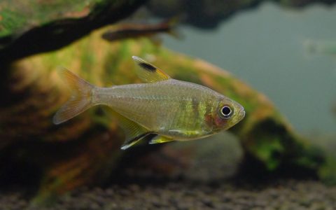 黄羽毛灯 （Hemigrammus unilineatus）灯鱼饲养资料，图片