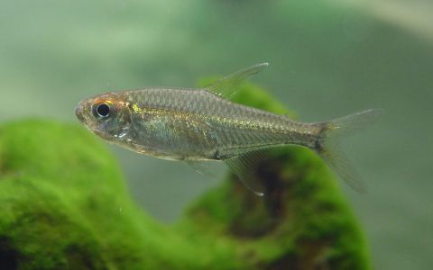 洛雷托水晶灯 (Hyphessobrycon sp. “loreto crystal”)灯鱼饲养资料，图片