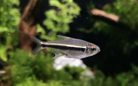天神黑灯 （Hyphessobrycon sp. “fairy black neon”）灯鱼饲养资料，图片
