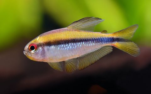 彩虹魔鬼灯 （Hyphessobrycon sp. “red eyes notidanos”）灯鱼饲养资料，图片