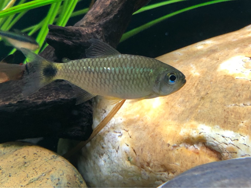 蓝眼闪鳞可卡灯 (Moenkhausia andrica)灯鱼饲养资料，图片