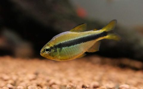 柠檬蓝帝灯 （Hyphessobrycon cf. cyanotaenia）灯鱼饲养资料，图片