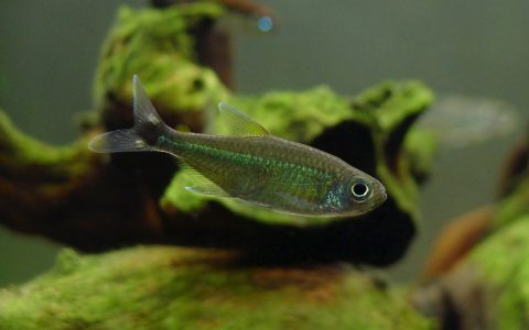 翡翠罗德威灯 （Hemigrammus sp. black tail spot / green crystal）灯鱼饲养资料，图片