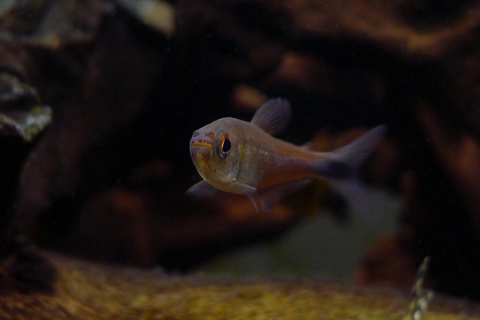 紫罗兰黑尾灯 （Hyphessobrycon frankei）灯鱼饲养资料，图片