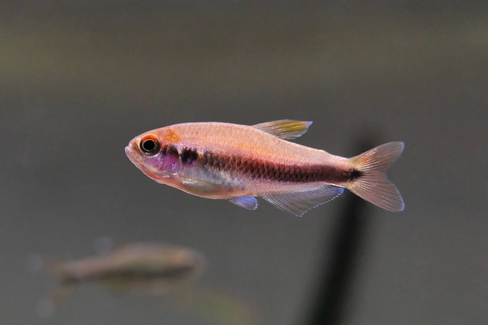 电光毒药灯 （Inpaichthys cf. kerri）灯鱼饲养资料，图片