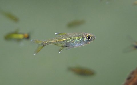 洛雷托白翅水晶灯 （Hyphessobrycon sp. loreto white fin spot）灯鱼饲养资料，图片