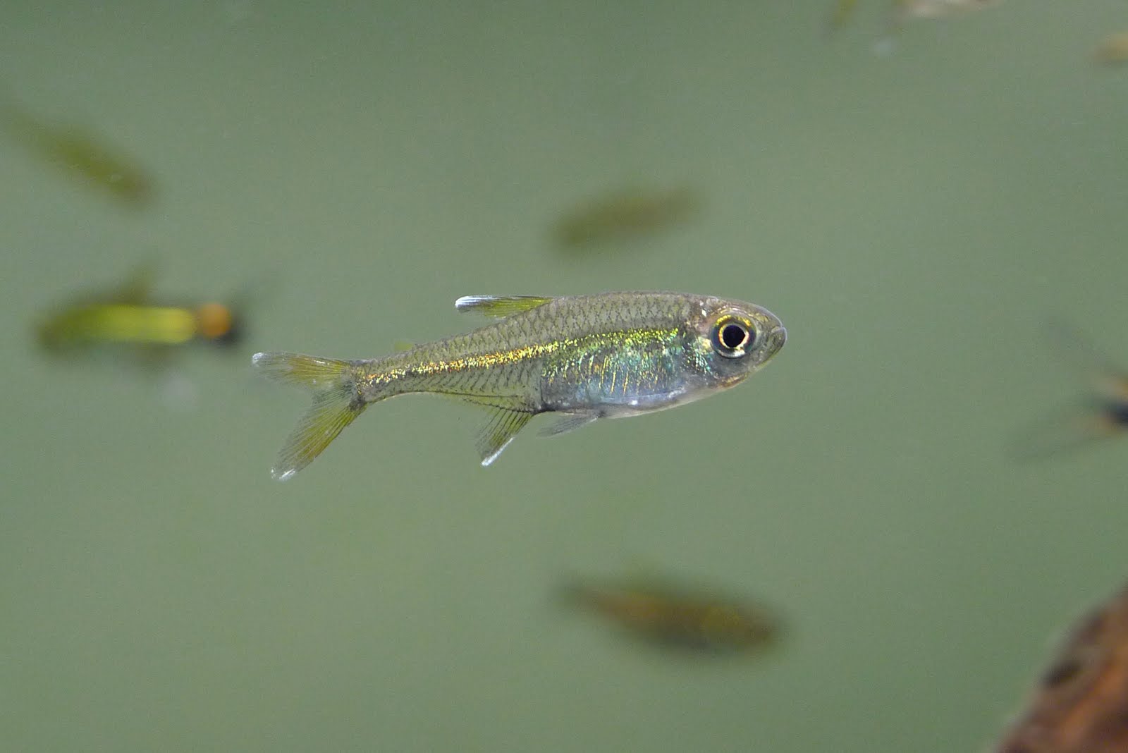 洛雷托白翅水晶灯 （Hyphessobrycon sp. loreto white fin spot）灯鱼饲养资料，图片