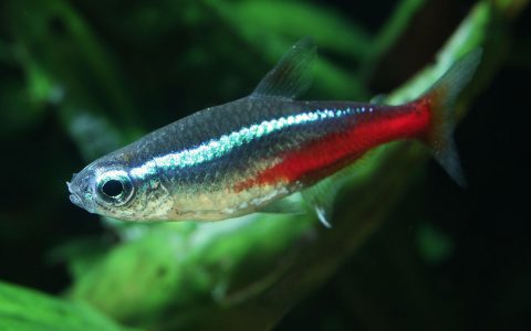 红绿灯鱼Paracheirodon innesi饲养资料、图片
