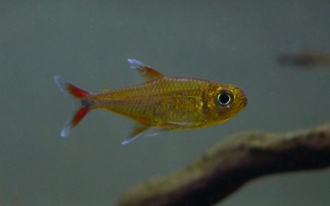 酒红金灯 （Hemigrammus sp. “Yurimaguas”）灯鱼饲养资料，图片