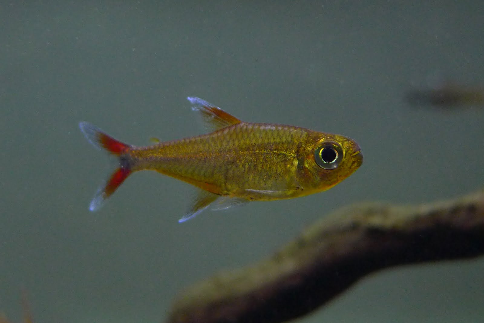 酒红金灯 （Hemigrammus sp. “Yurimaguas”）灯鱼饲养资料，图片