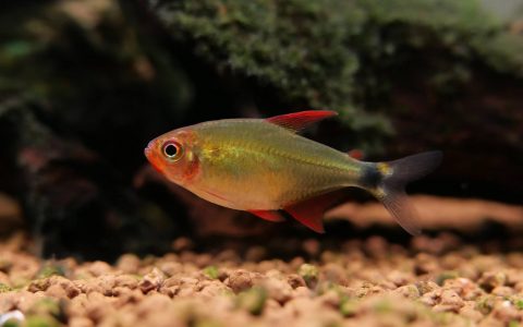 恶魔火焰灯 （Hyphessobrycon peugeoti）灯鱼饲养资料，图片