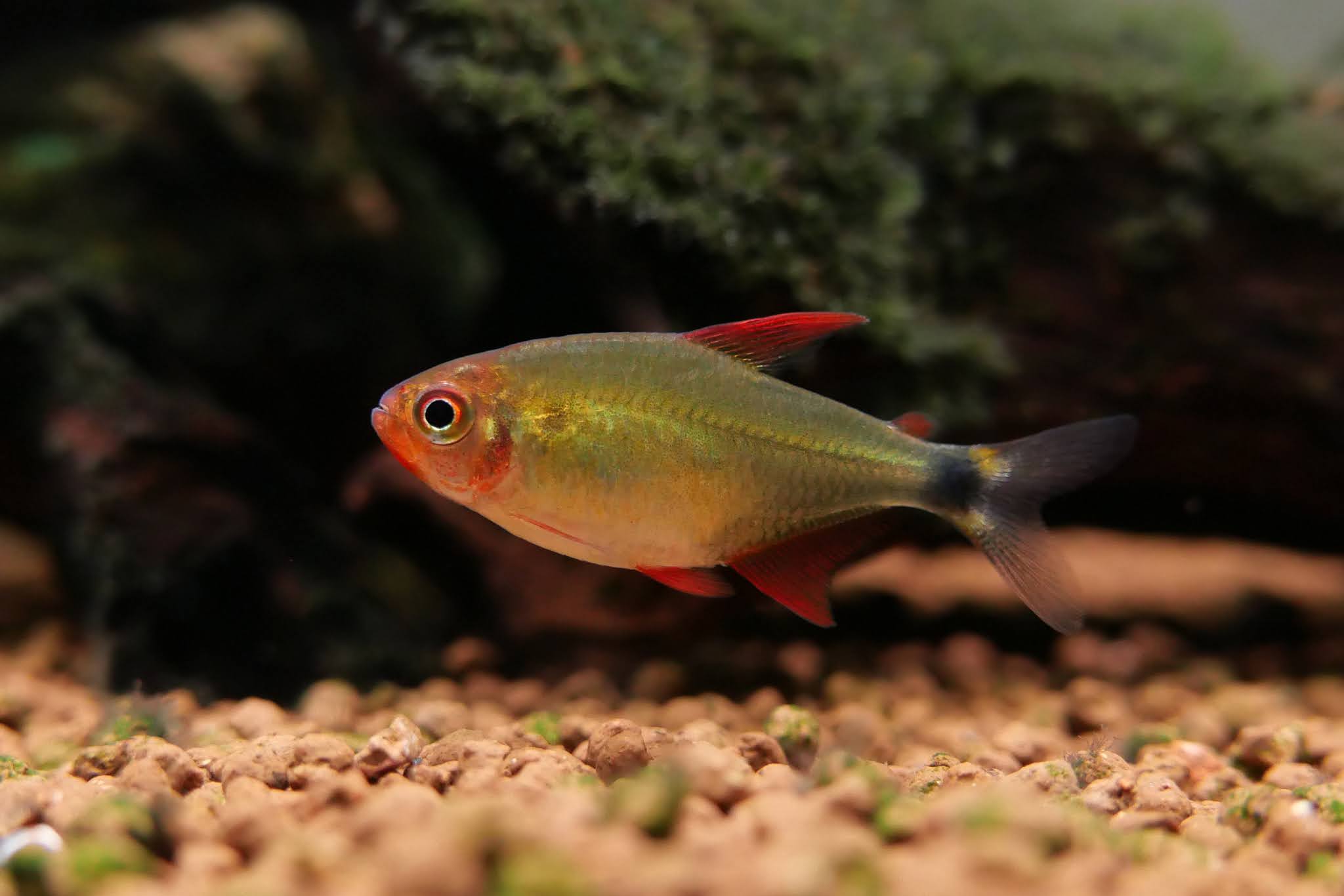 恶魔火焰灯 （Hyphessobrycon peugeoti）灯鱼饲养资料，图片