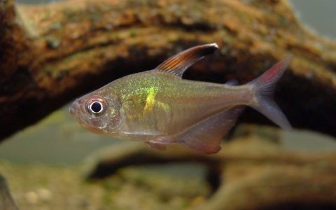 玻璃血心旗 （Hyphessobrycon paepkei / Hyphessobrycon sp. “El dorado”）灯鱼饲养资料，图片