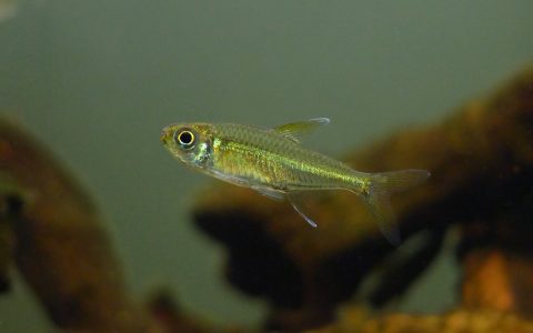 金目金线灯 （Hyphessobrycon sp. “golden line”）灯鱼饲养资料，图片