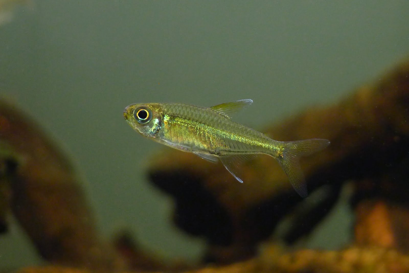 金目金线灯 （Hyphessobrycon sp. “golden line”）灯鱼饲养资料，图片