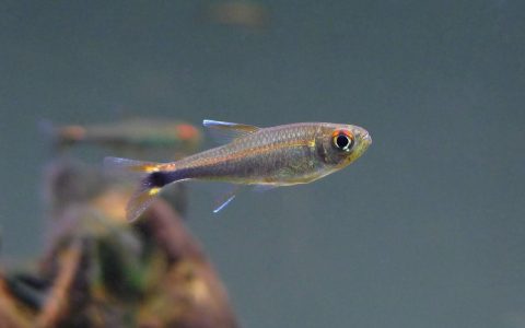 红线梅塔灯 （Hyphessobrycon matae from Rio Vaupes）灯鱼饲养资料，图片