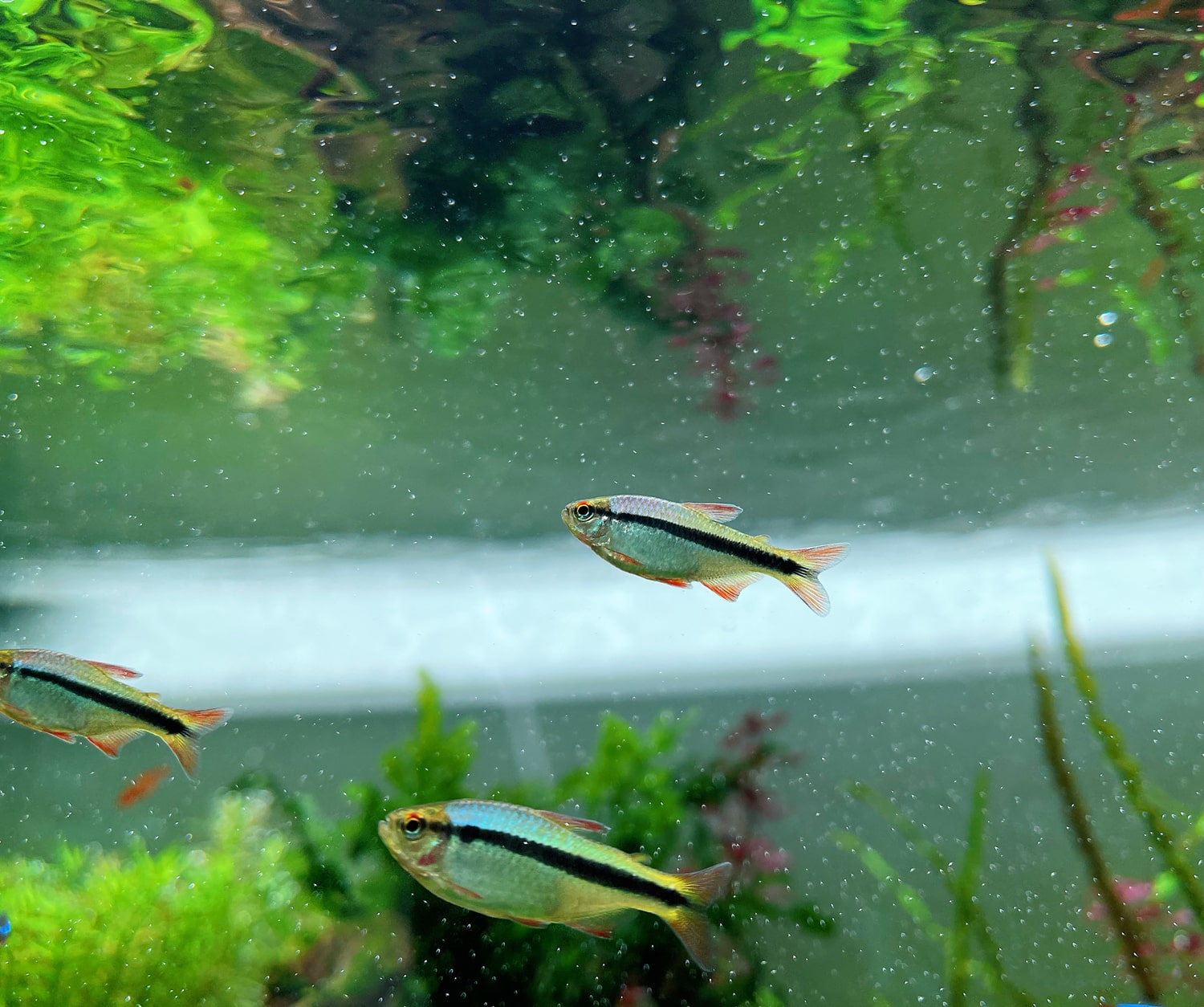 皇室青魔鬼灯 （Hyphessobrycon sp. “Imperial lapis tetra”）灯鱼饲养资料，图片
