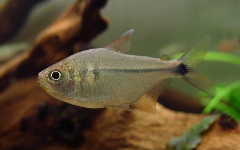 金刚胭脂灯 (Characidae sp. from Rio Jurua)灯鱼饲养资料，图片