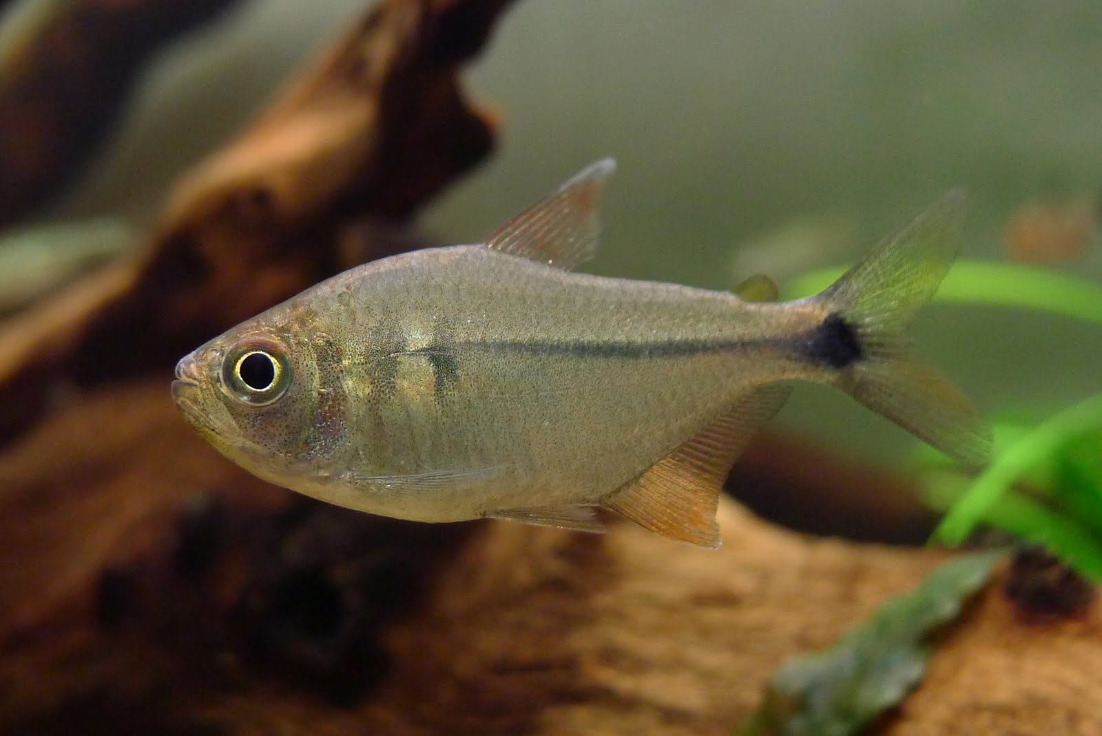 金刚胭脂灯 (Characidae sp. from Rio Jurua)灯鱼饲养资料，图片